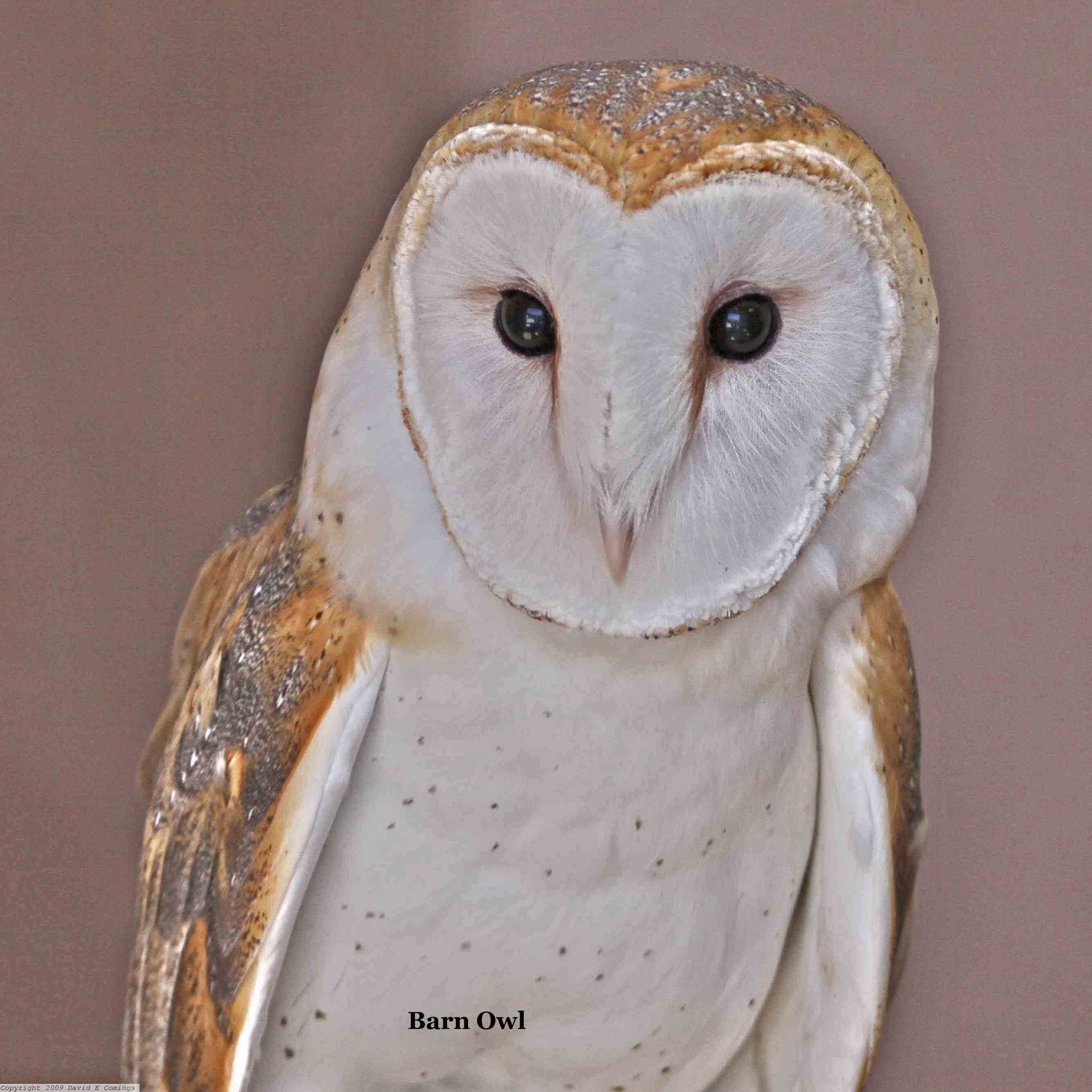Barn Owl 7370.jpg